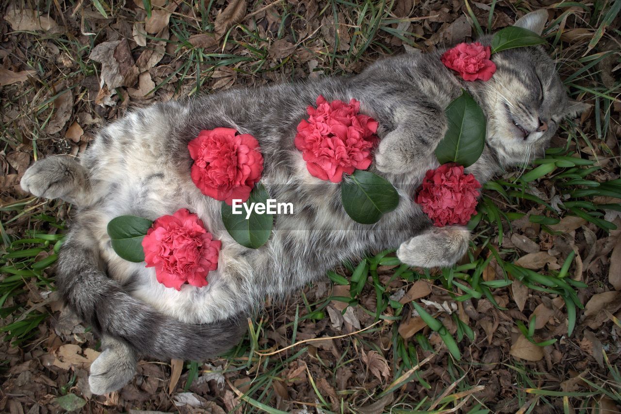 Close-up high angle view of cat covered in flowers