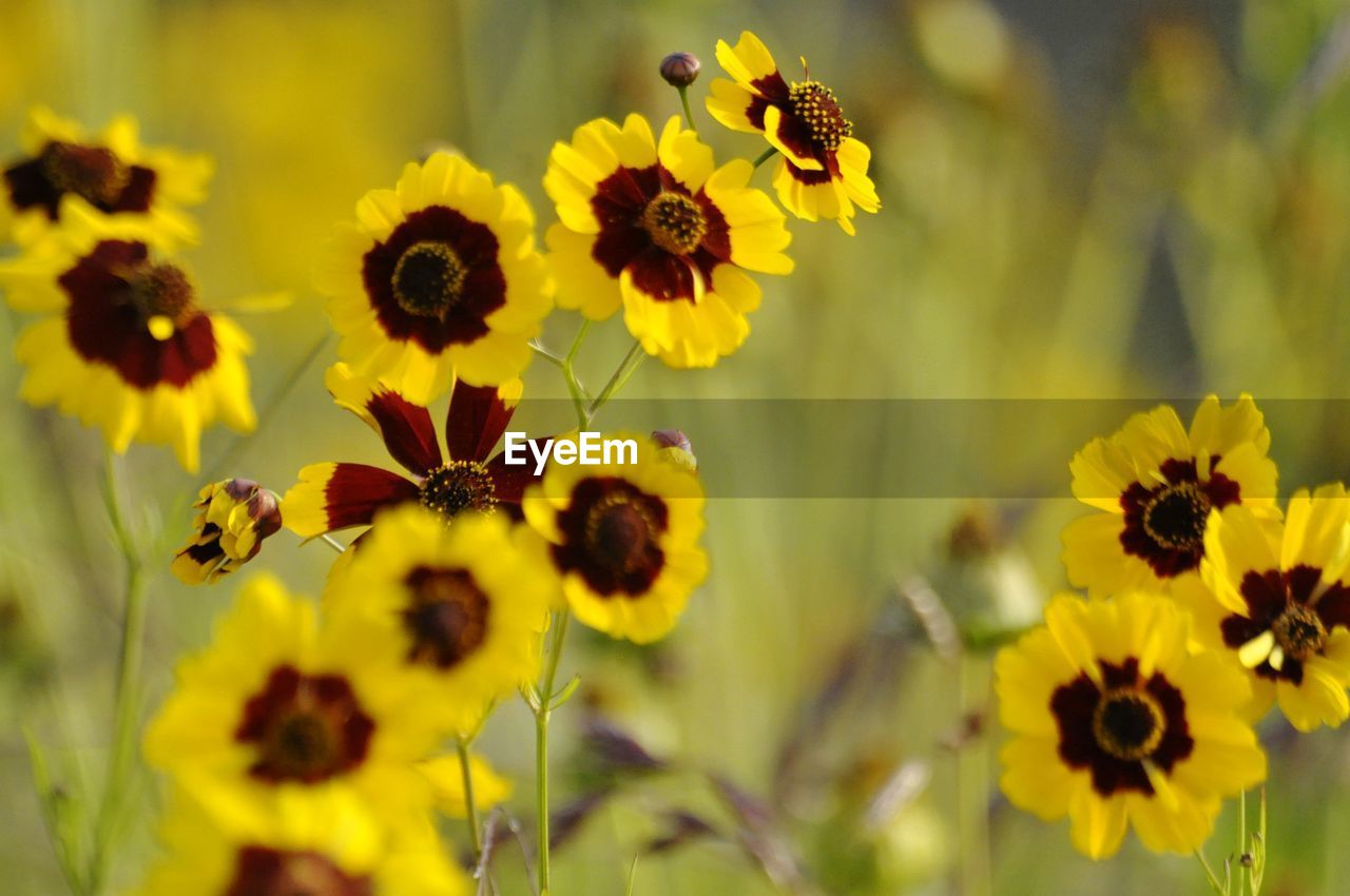 CLOSE-UP OF HONEY BEE ON YELLOW FLOWER