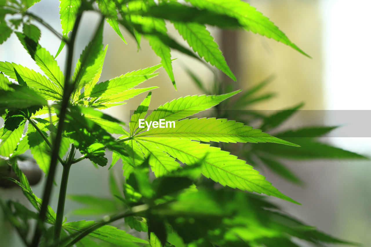 CLOSE-UP OF GREEN LEAVES ON PLANT