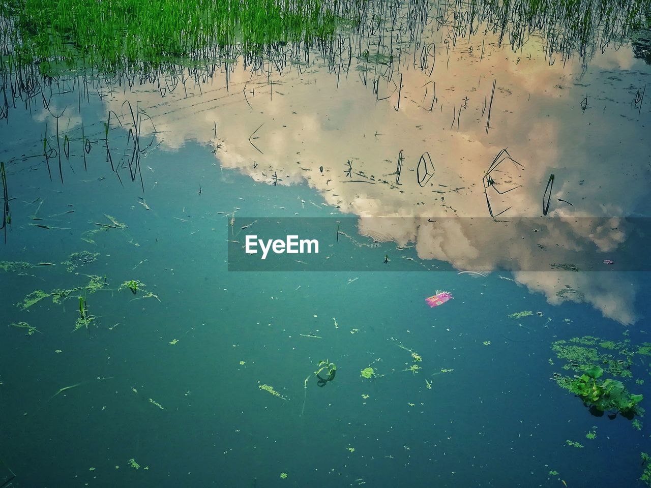 BIRDS FLYING OVER WATER