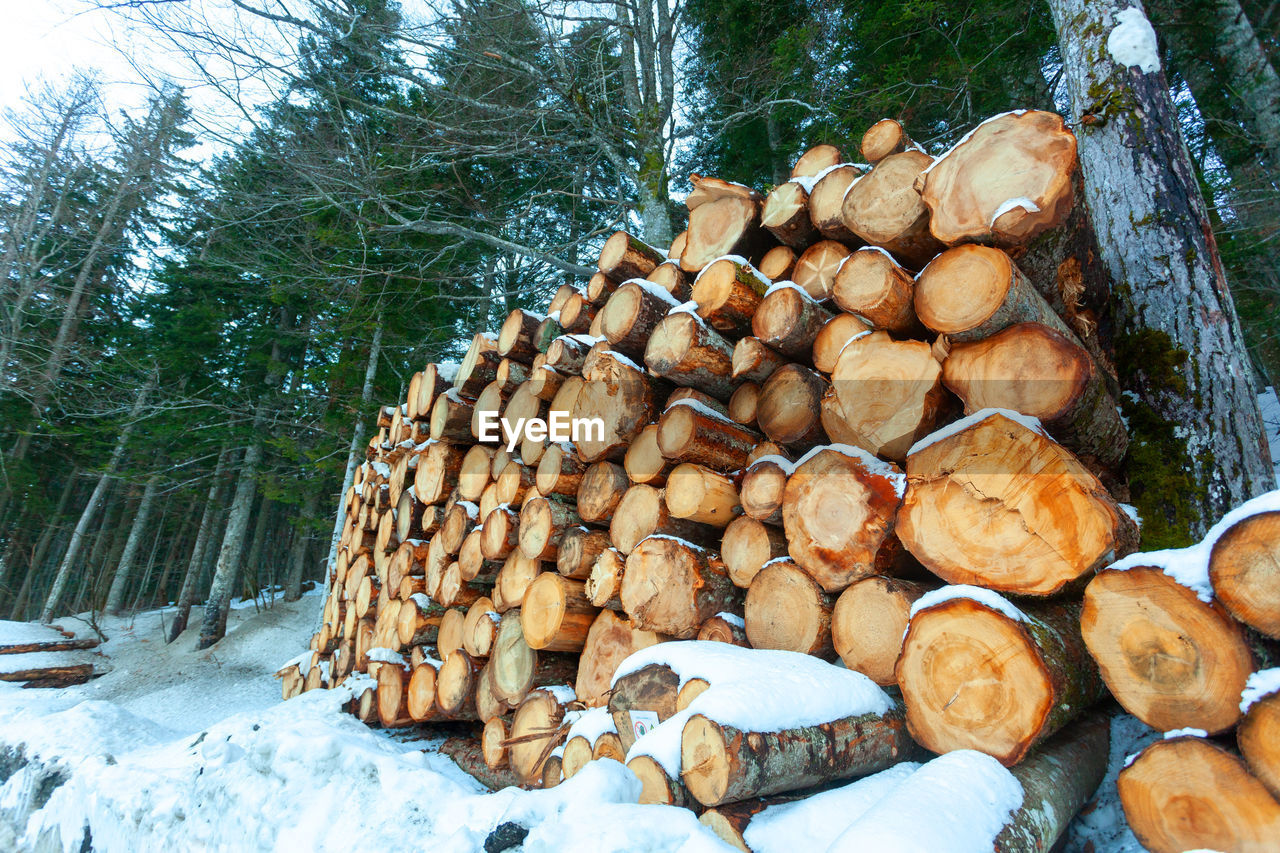 stack of firewood