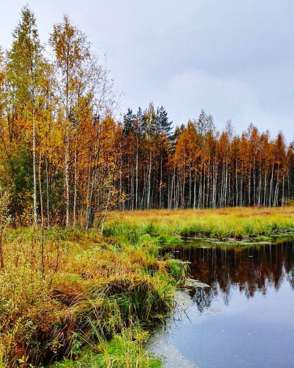 REFLECTION OF TREES IN LAKE AGAINST SKY