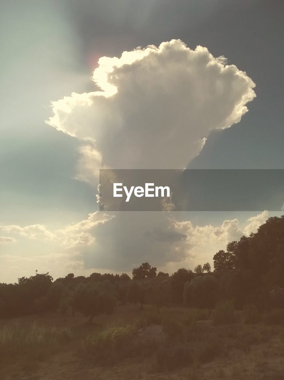 TREES ON LANDSCAPE AGAINST CLOUDY SKY