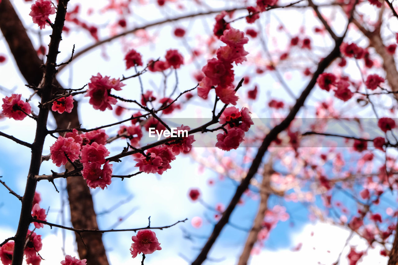 LOW ANGLE VIEW OF FLOWERS ON TREE