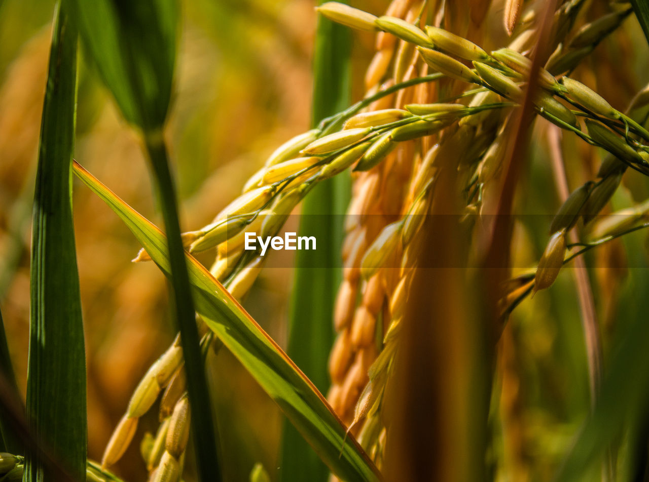 Close-up of wheat growing on field