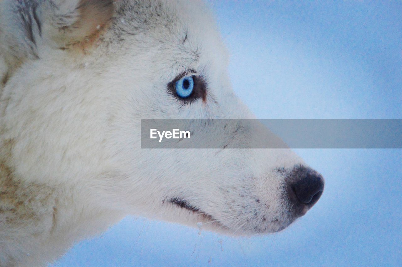 CLOSE-UP OF WHITE DOG LOOKING AWAY