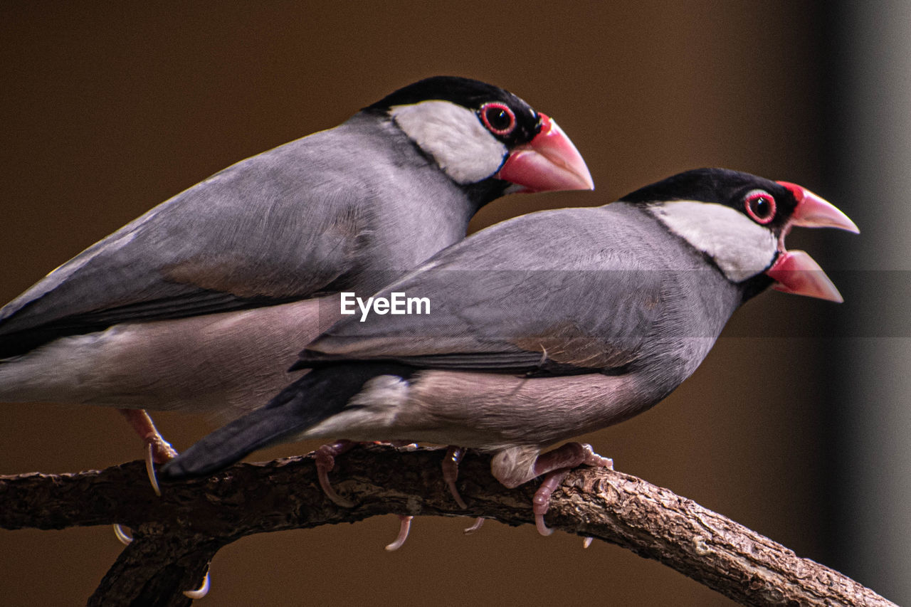 Close-up of birds perching on branch