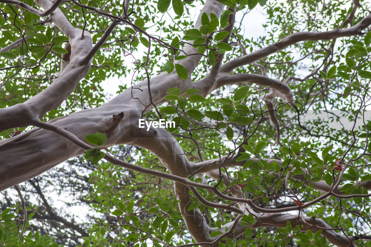 CLOSE-UP LOW ANGLE VIEW OF TREE