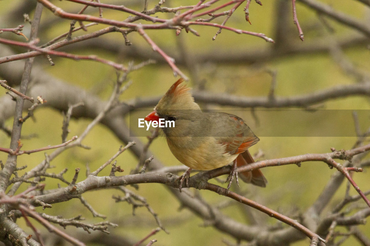 CLOSE-UP OF SPARROW PERCHING ON BRANCH