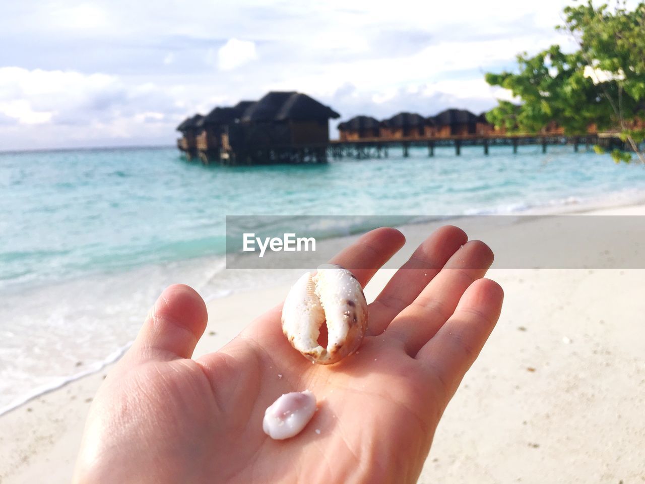 CLOSE-UP OF HAND HOLDING SHELL ON BEACH