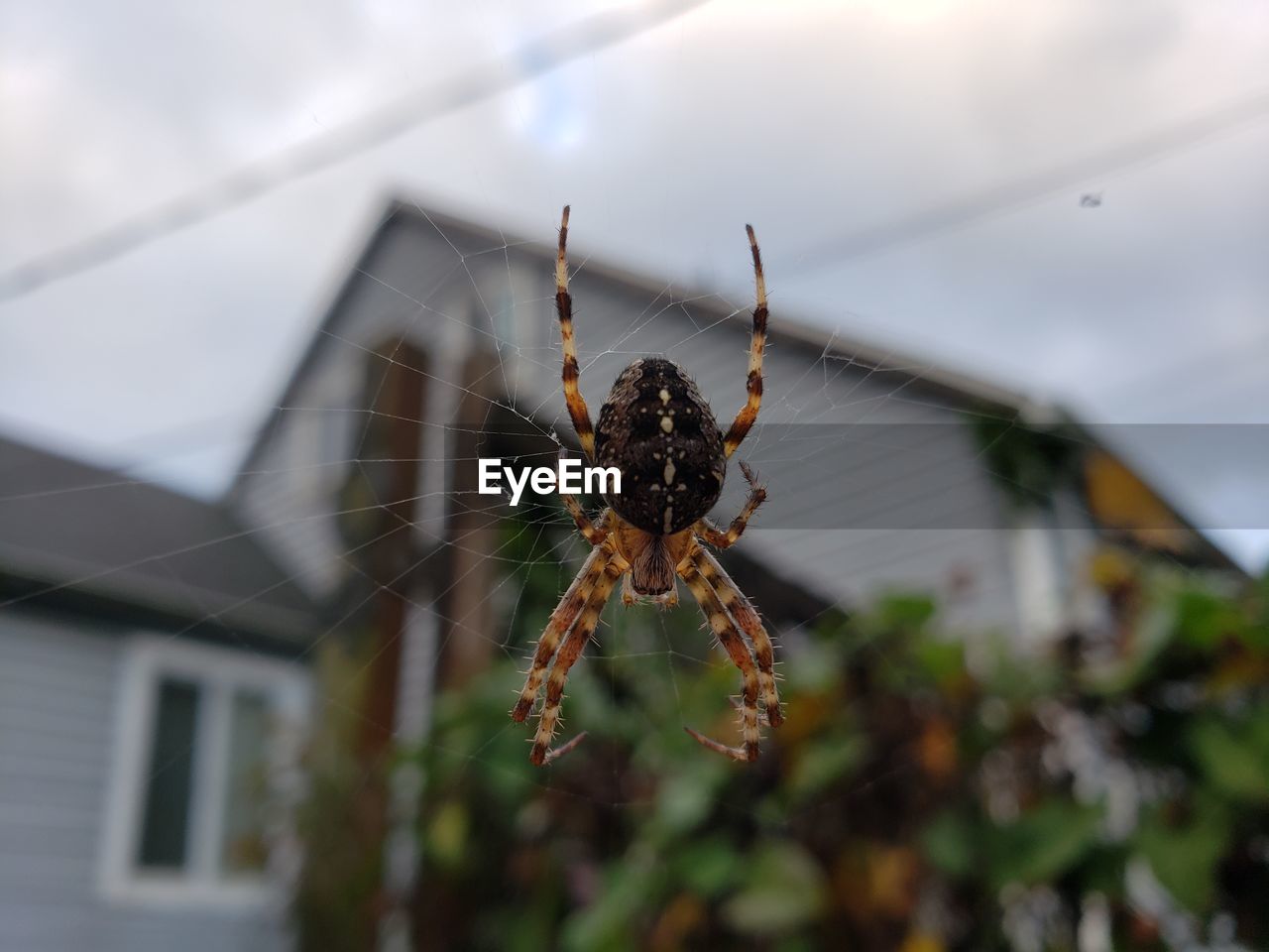 CLOSE-UP OF SPIDER IN WEB