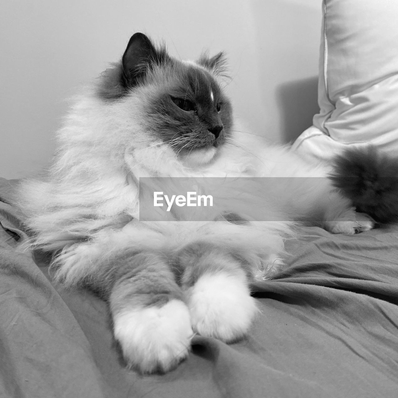 cat, pet, domestic animals, mammal, animal themes, animal, one animal, white, whiskers, black and white, domestic cat, indoors, relaxation, felidae, feline, furniture, monochrome, small to medium-sized cats, lying down, monochrome photography, black, animal hair, cute, home interior, no people, bed, himalayan, resting, carnivore, sitting, domestic room, animal body part