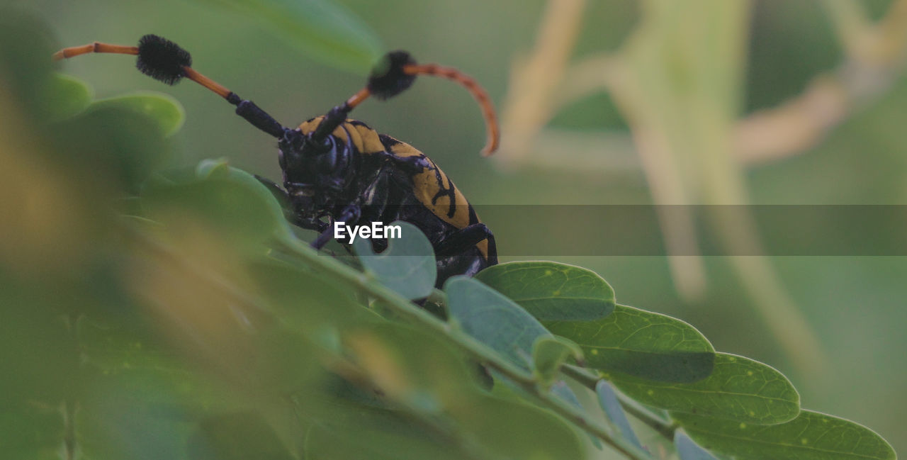 Close-up of insect on plant