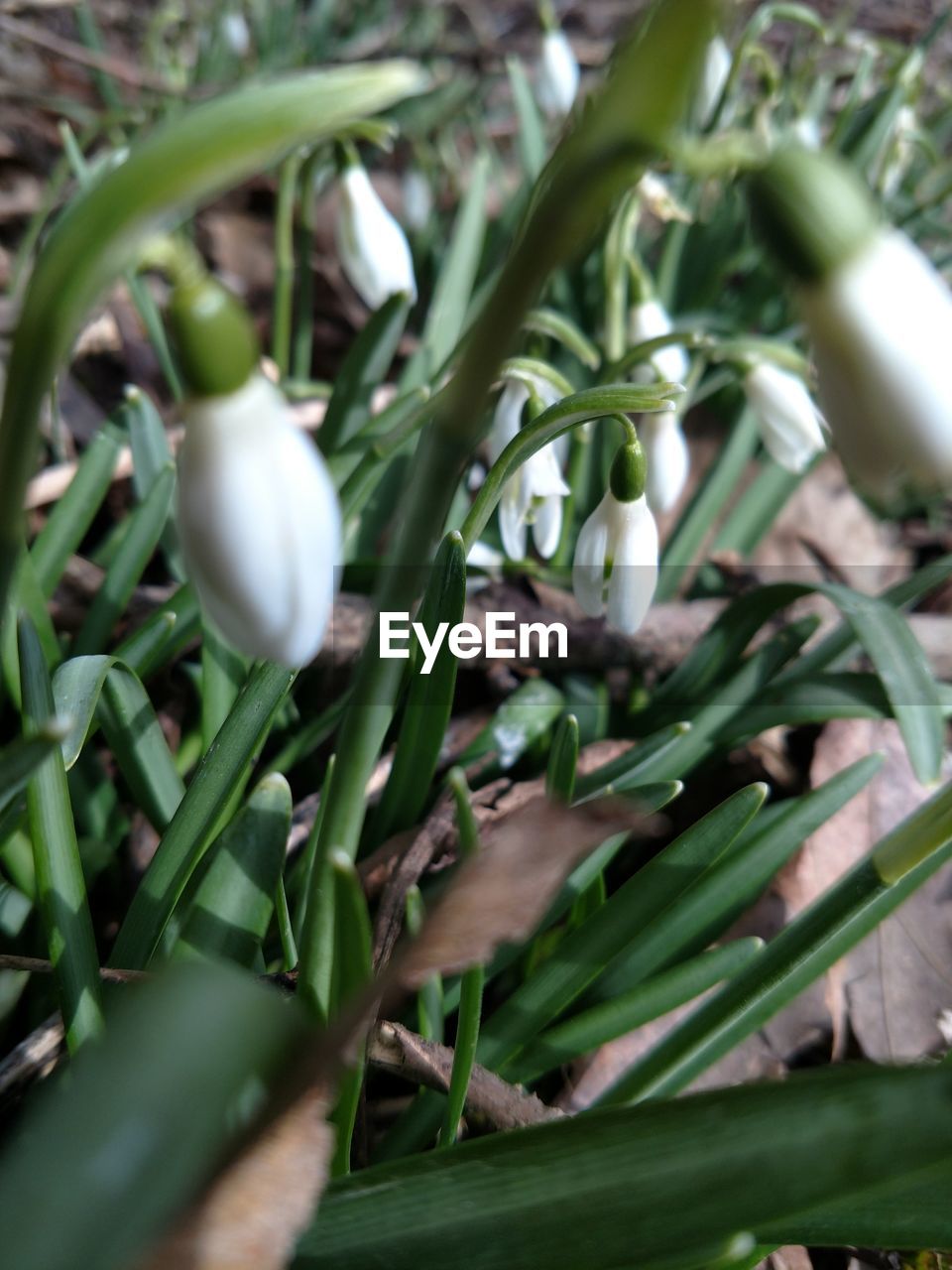 CLOSE-UP OF WHITE FLOWER ON PLANT