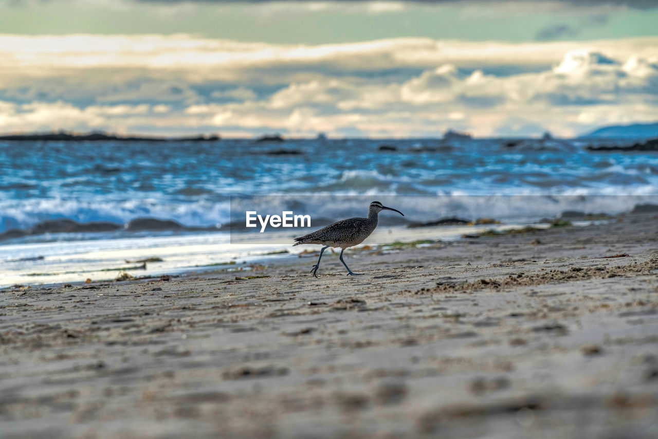 VIEW OF BIRD ON SAND