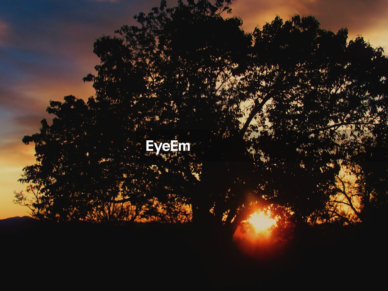 SILHOUETTE OF TREES AT SUNSET