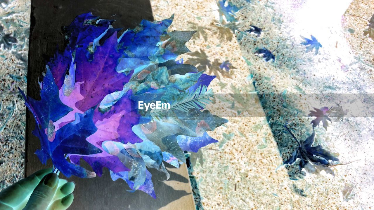 High angle view of multi colored purple torquoise leaves in hand from negative exposure