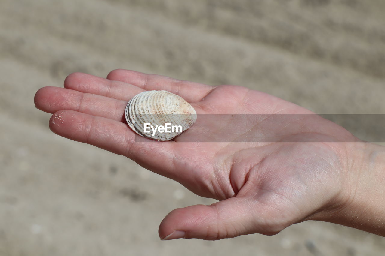 Close-up of cropped hand holding seashell at beach