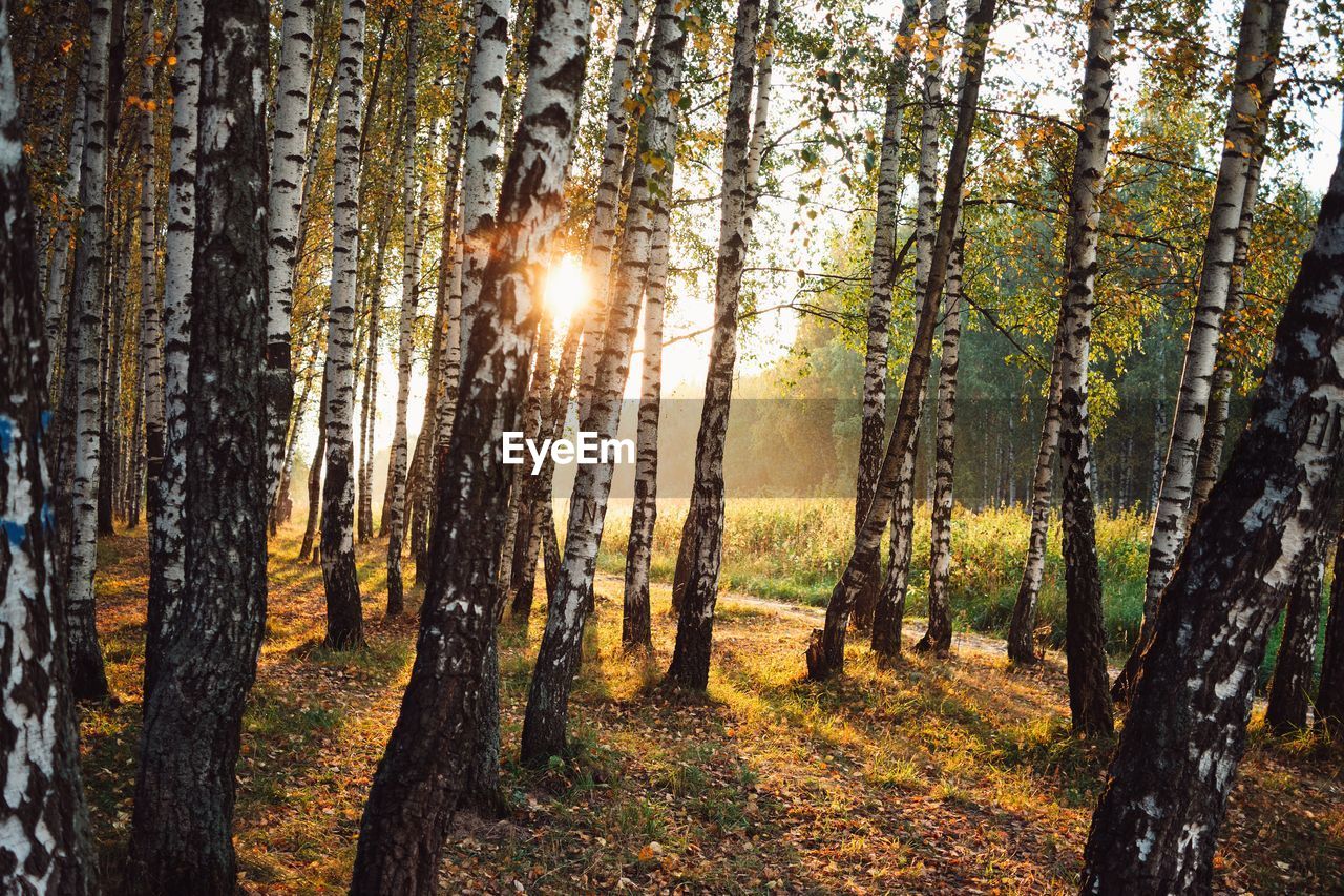 Sunlight streaming through trees in forest
