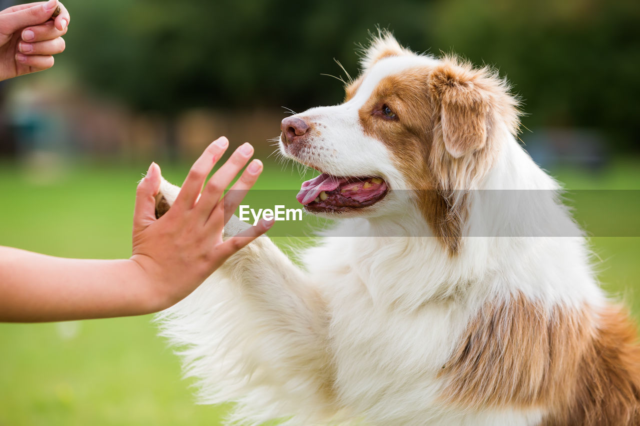 Cropped image of girl giving high-five to australian shepherd