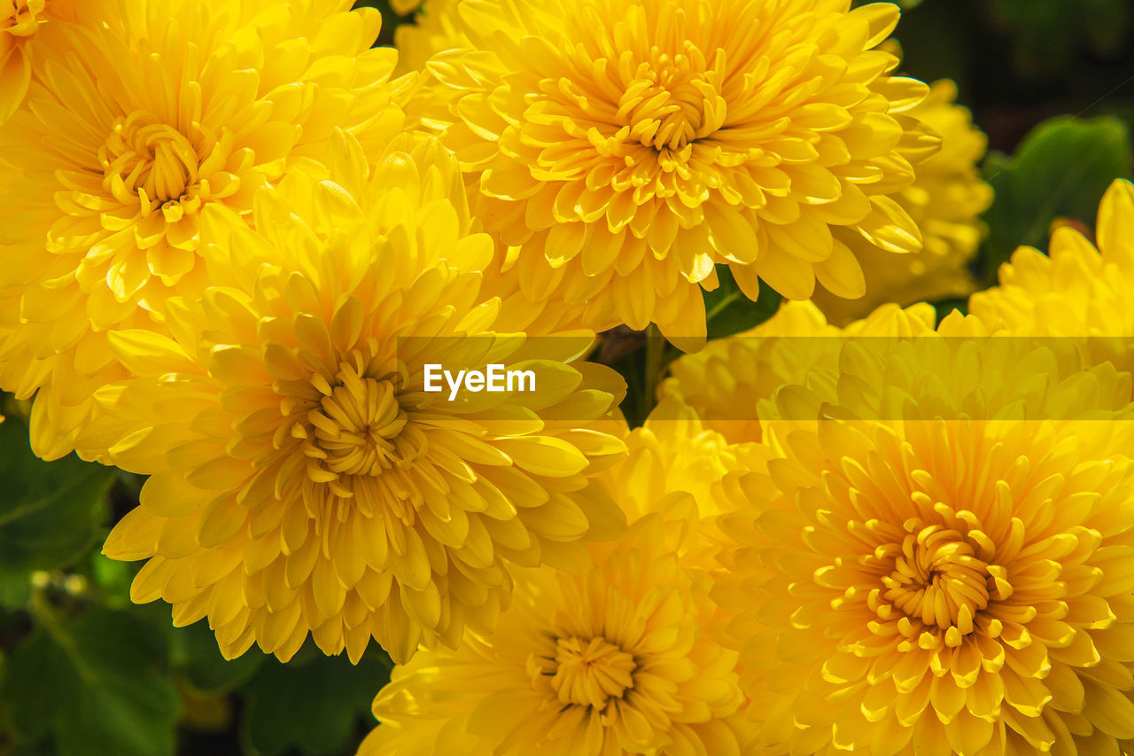 flower, flowering plant, plant, freshness, beauty in nature, yellow, fragility, flower head, petal, inflorescence, growth, close-up, nature, chrysanths, no people, outdoors, focus on foreground, springtime, day, macro photography