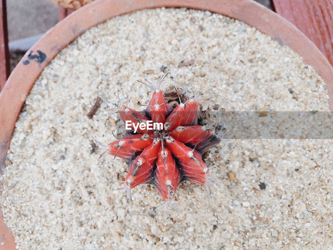 HIGH ANGLE VIEW OF STARFISH ON BEACH