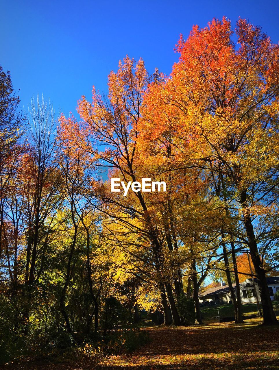 CLOSE-UP OF TREES AGAINST BLUE SKY