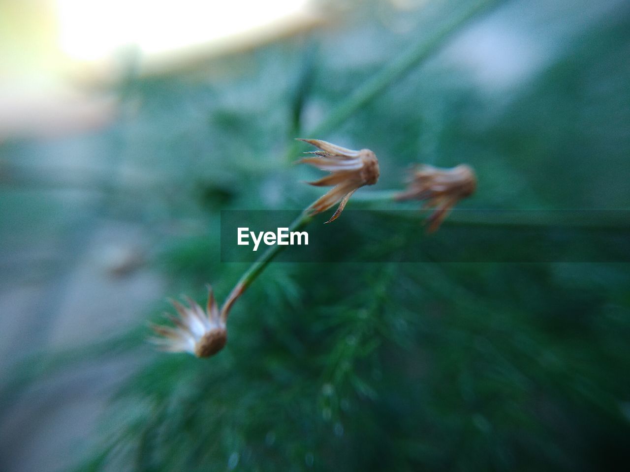 CLOSE-UP OF GREEN PLANT