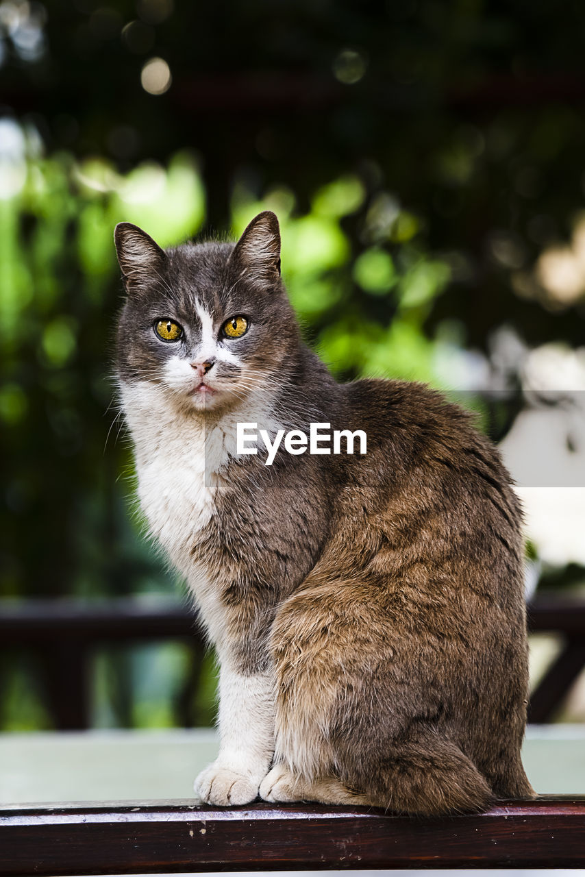 Close-up of cat