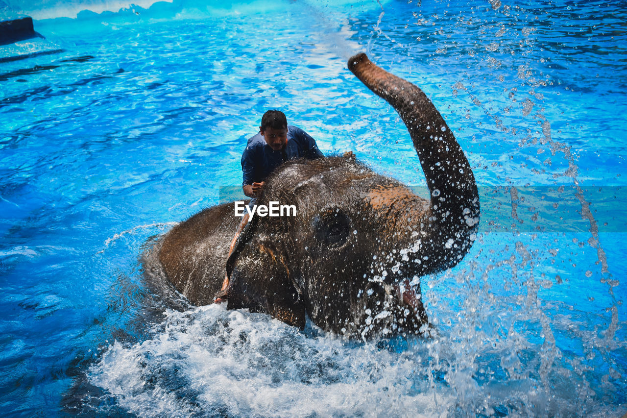 REAR VIEW OF HORSE IN SWIMMING POOL