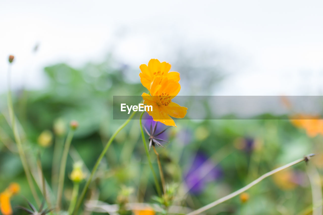 CLOSE-UP OF YELLOW FLOWERING PLANT