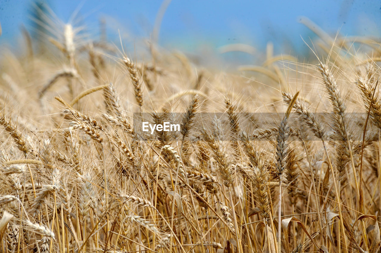 Close-up of stalks in field