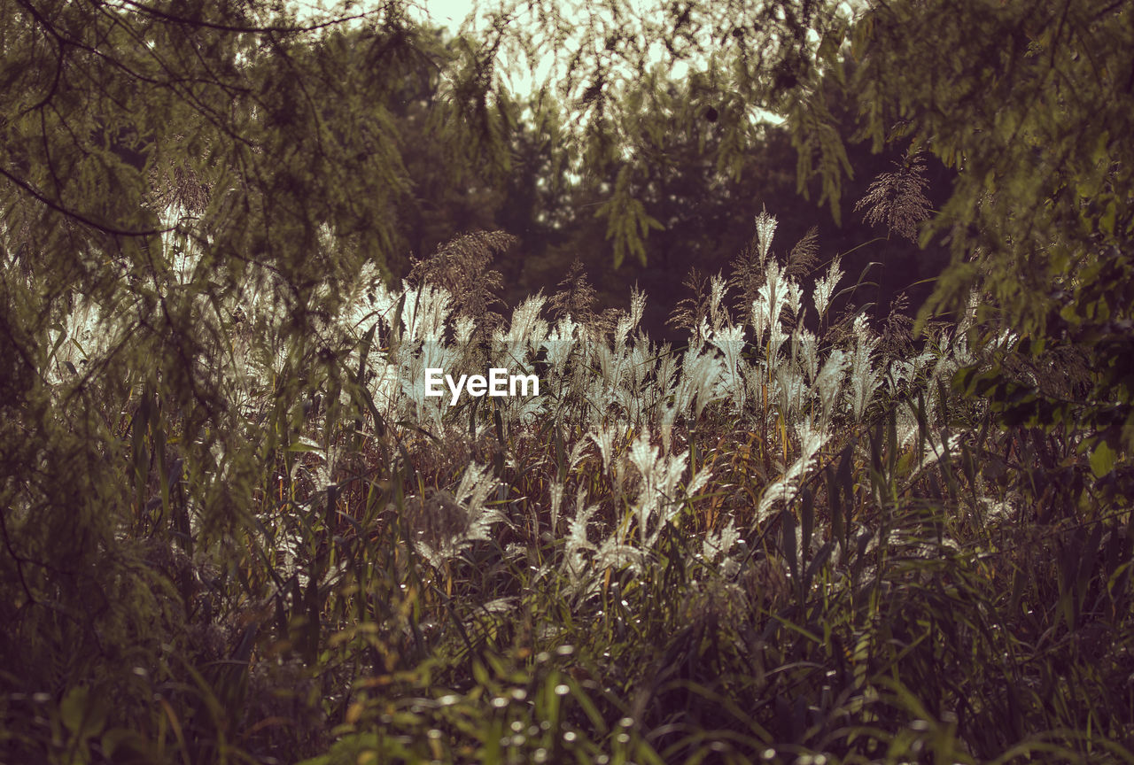 VIEW OF PLANTS GROWING IN FOREST