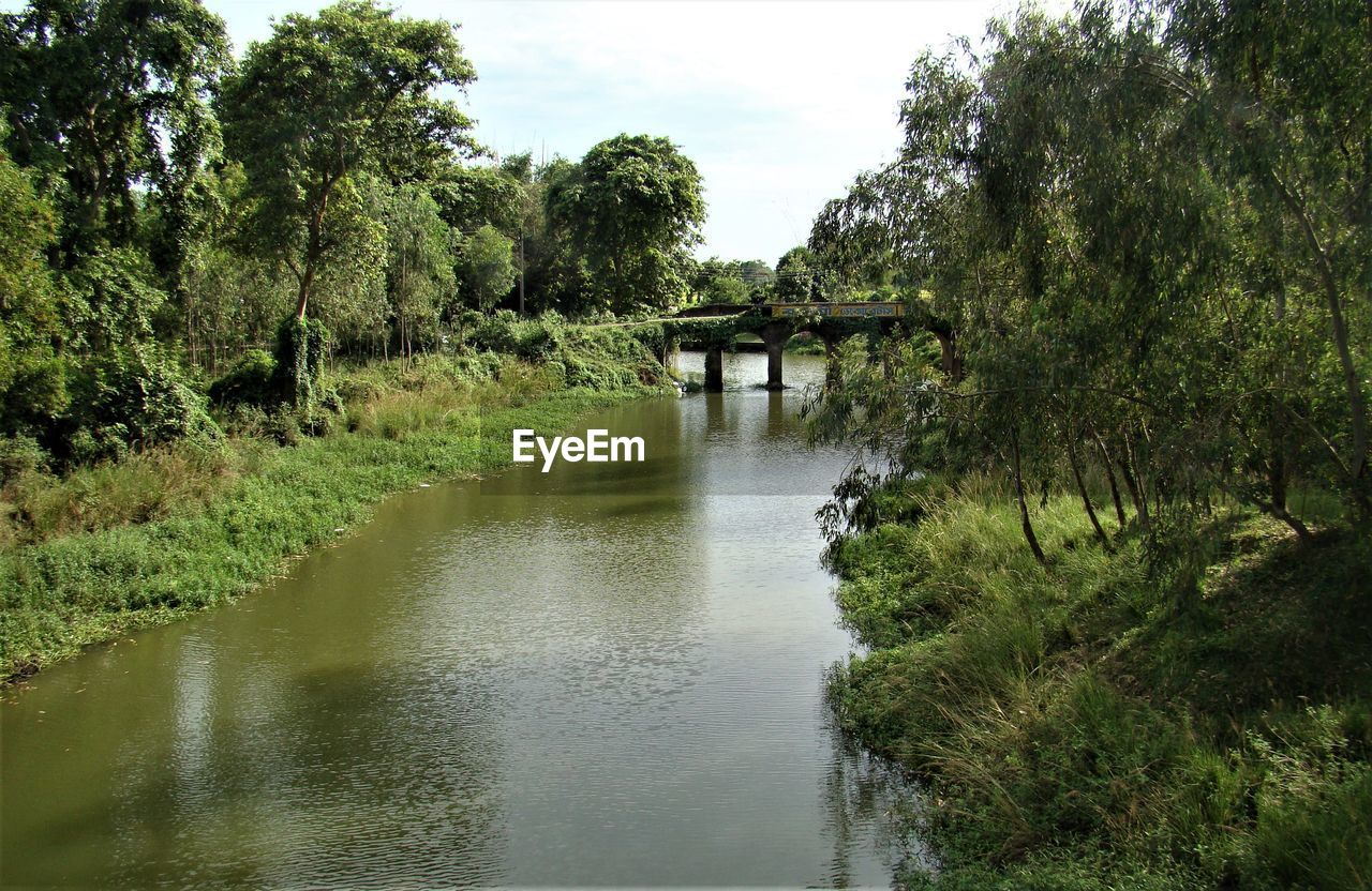 BRIDGE OVER RIVER IN FOREST