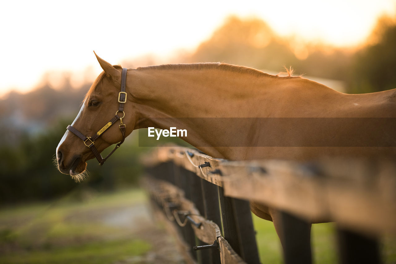 VIEW OF HORSE ON FIELD