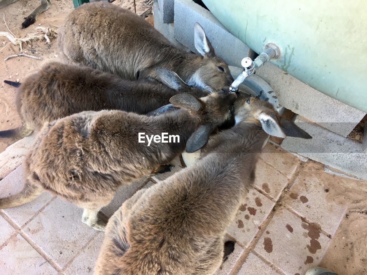 High angle view of kangaroos