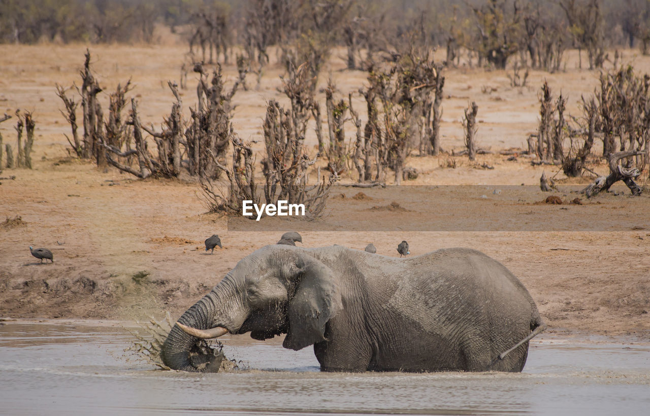 Elephant in lake