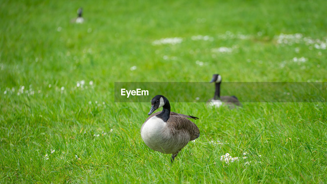 MALLARD DUCKS ON GRASS