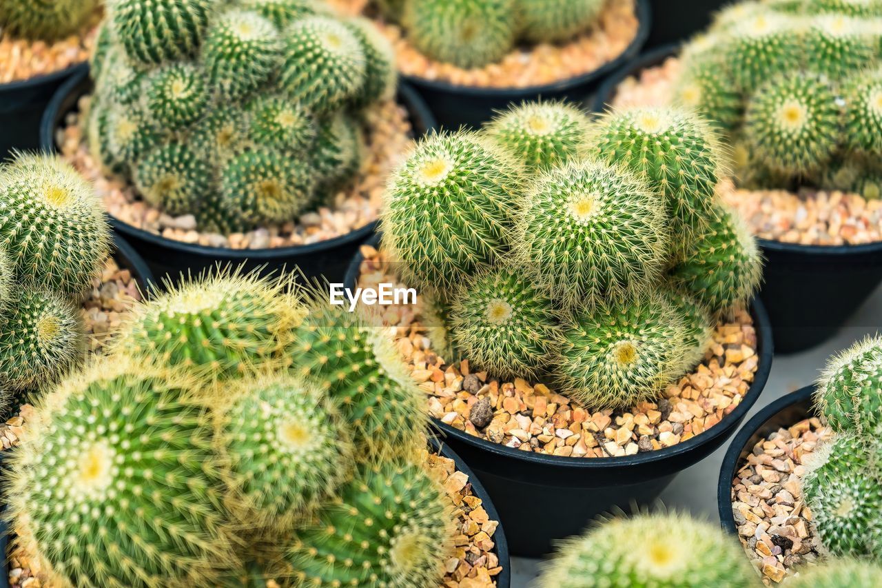 plant, cactus, succulent plant, thorn, green, no people, growth, nature, spiked, sharp, food, food and drink, full frame, beauty in nature, backgrounds, day, outdoors, healthy eating, close-up, market, freshness, high angle view, produce, retail, barrel cactus, large group of objects, wellbeing, abundance, potted plant