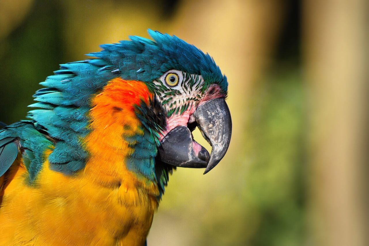 Close-up of gold and blue macaw at parco gallorose