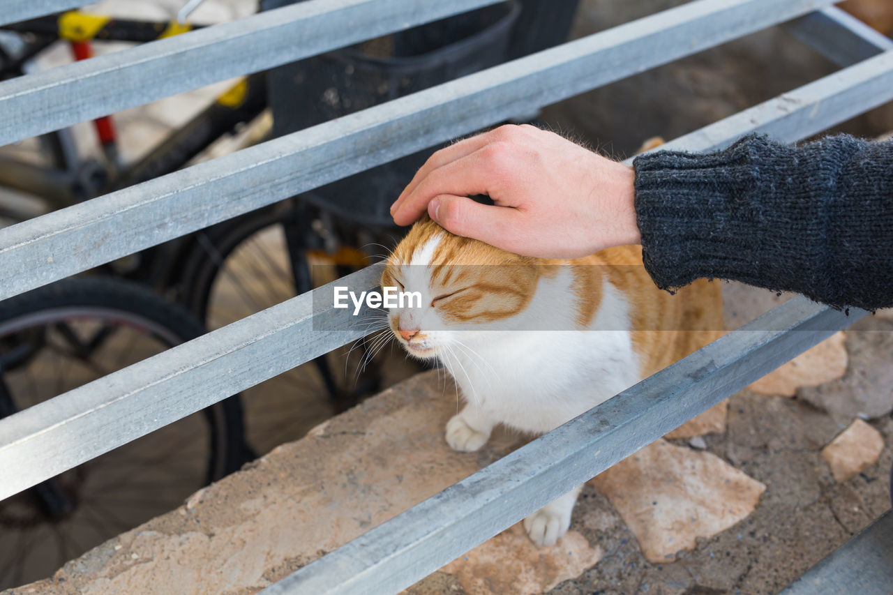 HIGH ANGLE VIEW OF HAND HOLDING CAT BY PERSON ON FLOOR