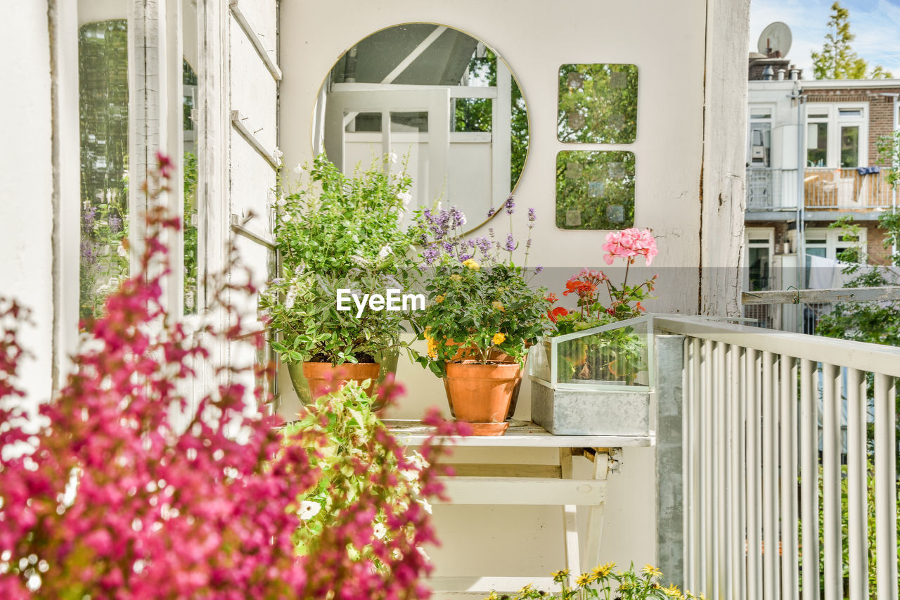 potted plant in front of building