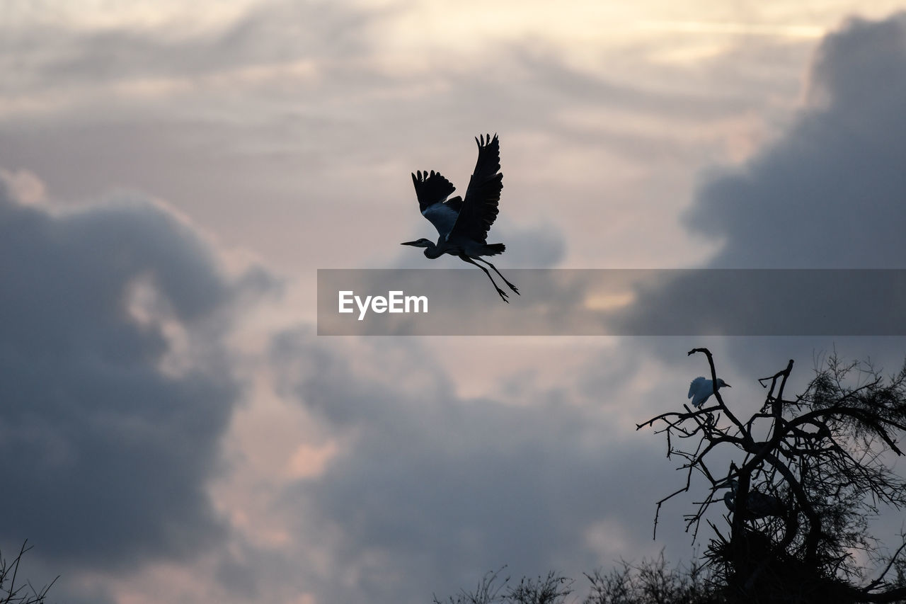 sky, bird, flying, cloud, animal themes, animal, wildlife, animal wildlife, one animal, nature, spread wings, silhouette, no people, bird of prey, mid-air, animal body part, wing, low angle view, tree, outdoors, animal wing, sunset, beauty in nature, eagle, plant