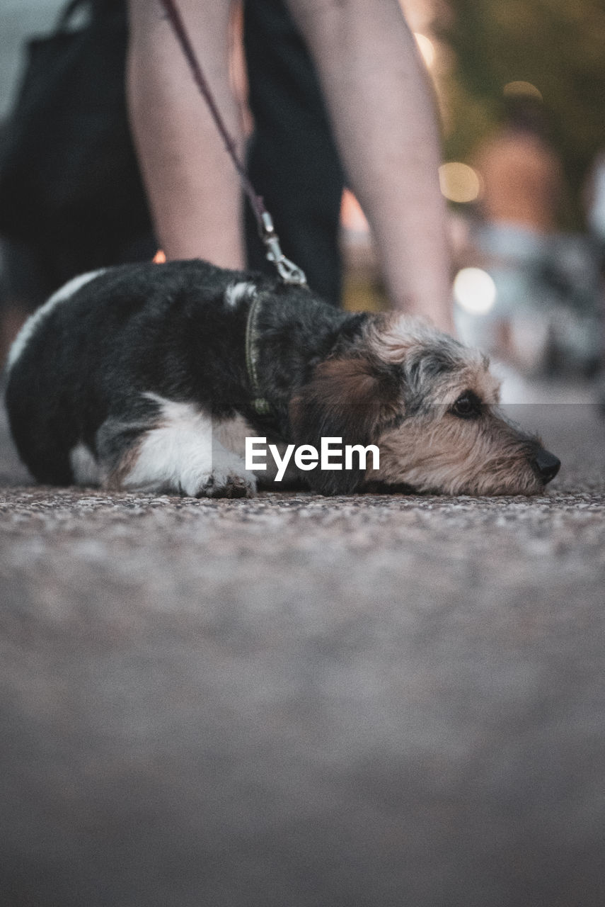 Low section of woman with dog on footpath 