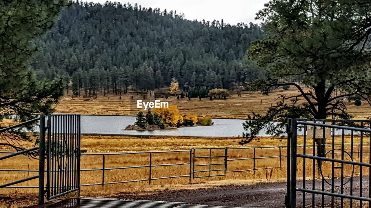 FENCE AGAINST TREES