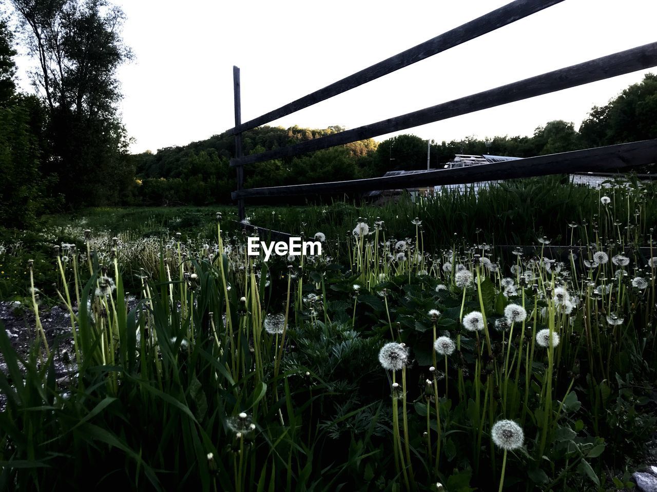 Close-up of flowering plants on field against sky