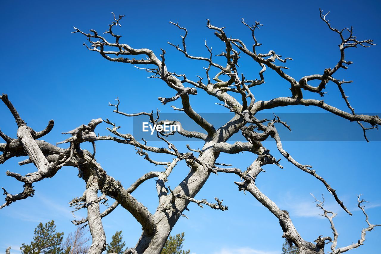 LOW ANGLE VIEW OF BARE TREE AGAINST SKY