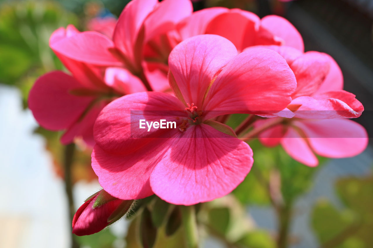 CLOSE-UP OF PINK FLOWER