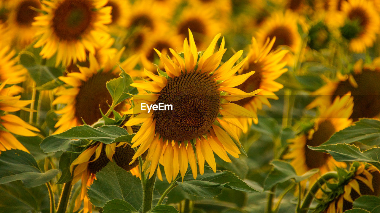 Close-up of sunflower