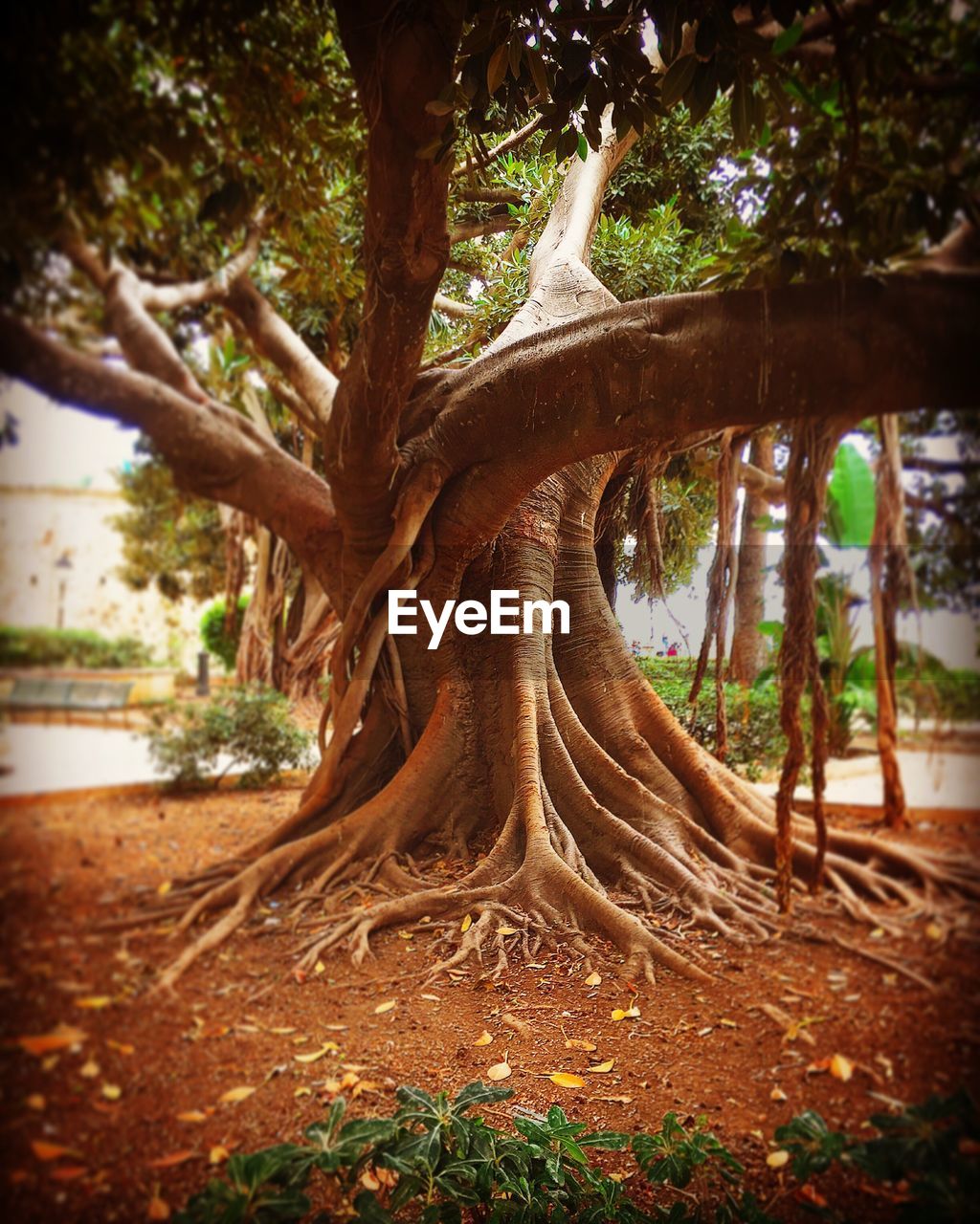 VIEW OF TREE TRUNK